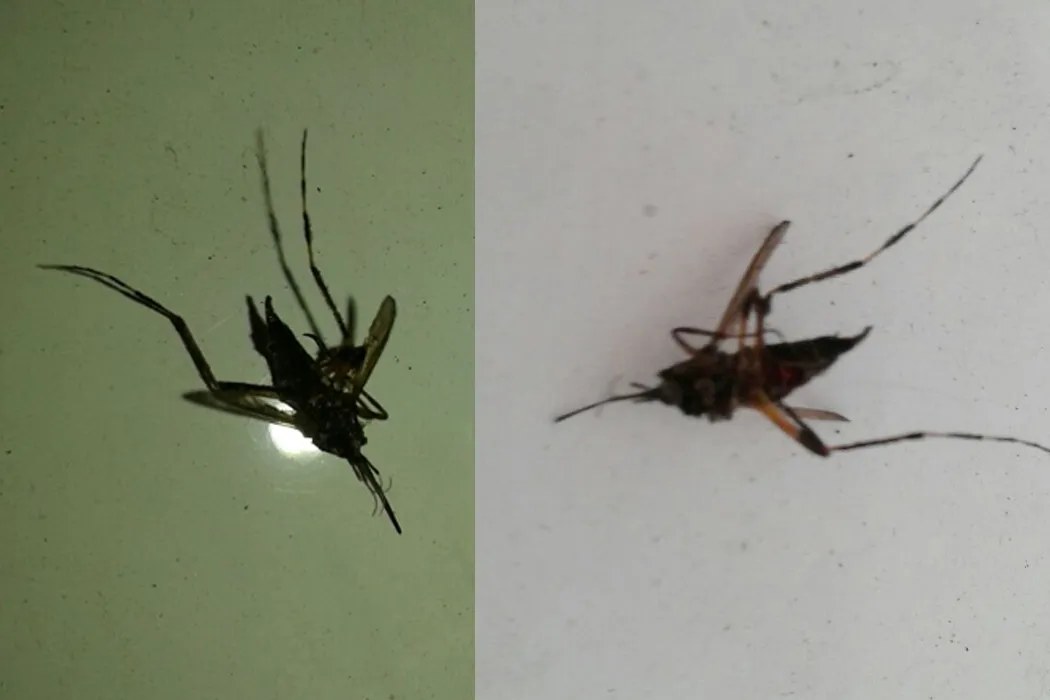 Mosquito gigante en Avellaneda 