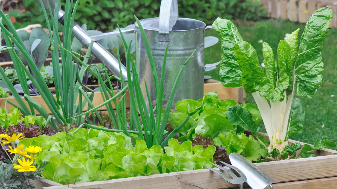 Huerta Orgánica Qué sembrar en cada mes del año