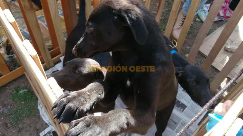 Mascotas en adopción Mascotas en adopción