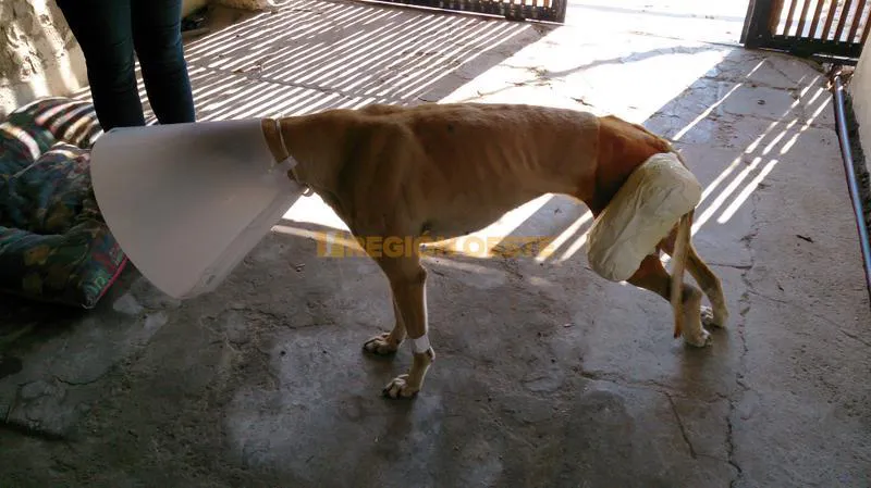 "Rubia" luego de la operación que le salvara la vida