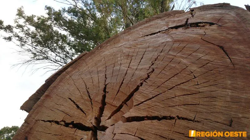 Corte de tronco del Eucalipto Corte de tronco del Eucalipto