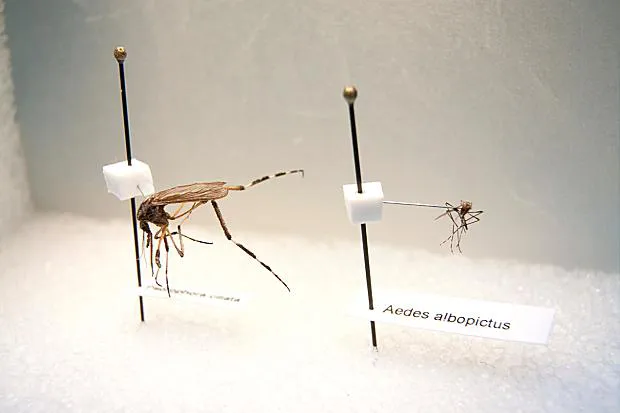 Mosquito gigante en comparación con uno de tamaño mediano 