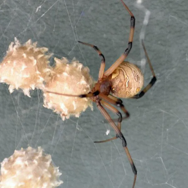 Saco de huevos de la viuda marrón Saco de huevos de la viuda marrón