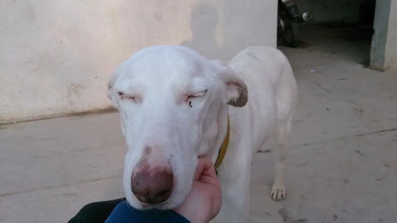 Perros rescatados por Oportunidad Oportuna Perros rescatados por Oportunidad Oportuna