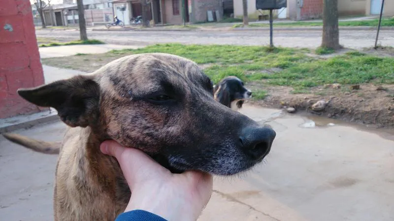 Perros rescatados por "Oportunidad Oportuna" Perros rescatados por "Oportunidad Oportuna"