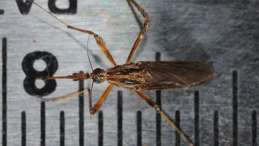 Mosquito gigante 