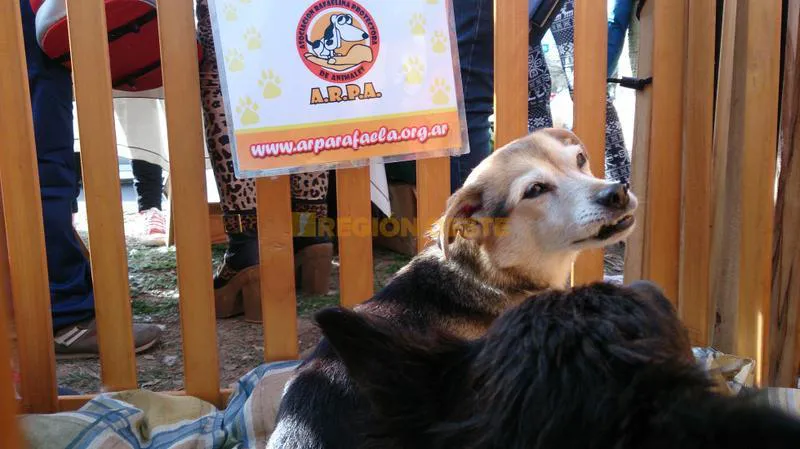 Mascotas en adopción Mascotas en adopción