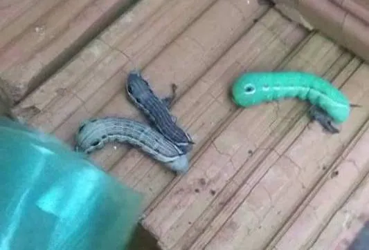 Orugas de la vid encontradas en Misiones  