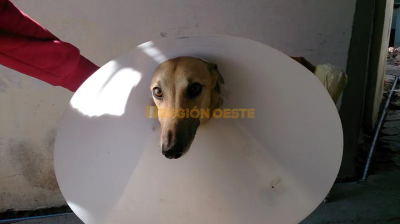 "Rubia" luego de la operación que le salvara la vida