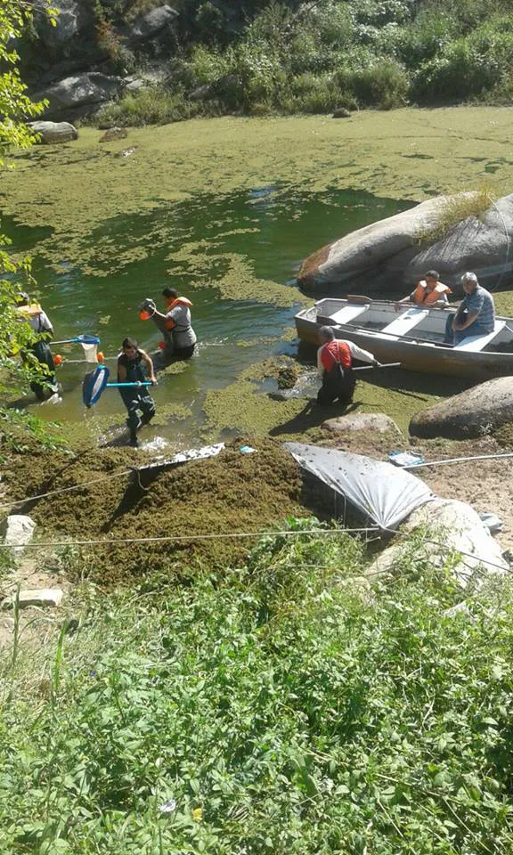 Limpieza de algas en Carlos Paz Limpieza de algas en Carlos Paz
