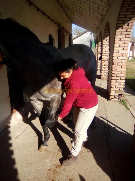 Isabel con caballos de carrera argentinos Isabel con caballos de carrera argentinos