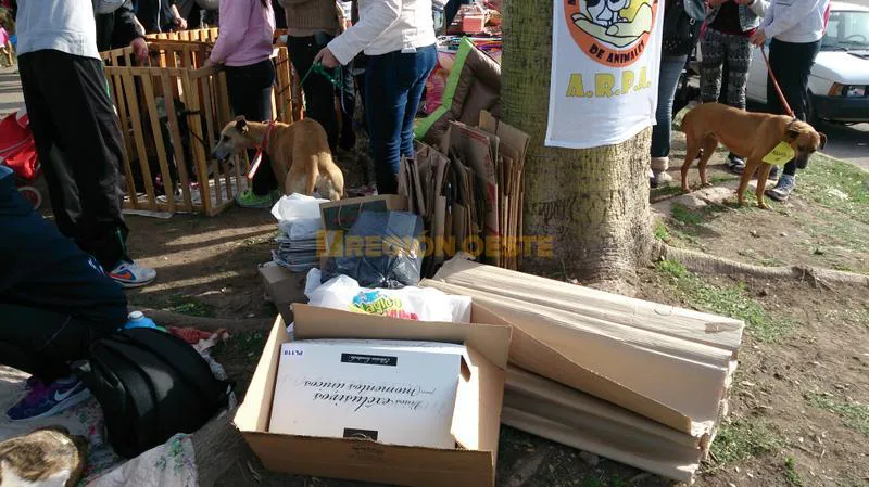 Material recolectado Material recolectado