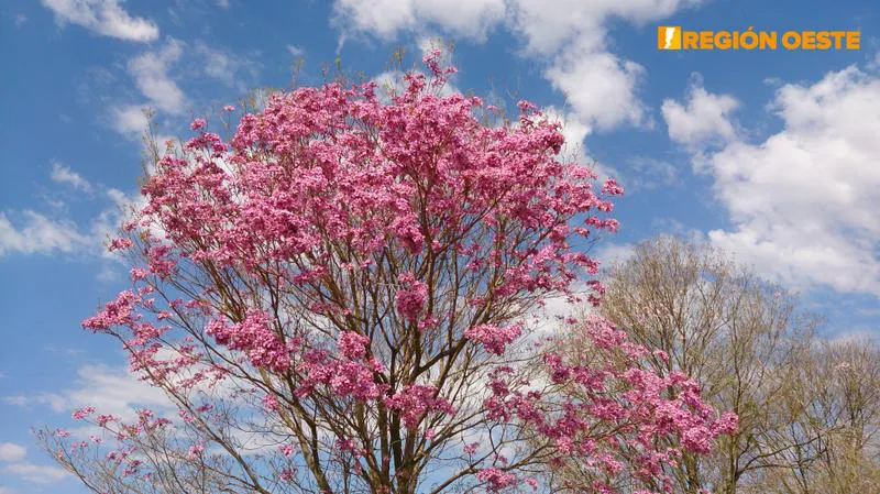 Florecimiento de Lapacho Rosado en la Pampa Húmeda Argentina Florecimiento de Lapacho Rosado en la Pampa Húmeda Argentina