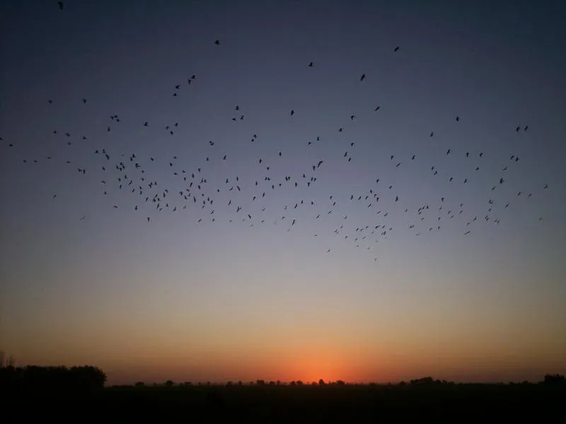 Atardecer de llanura
