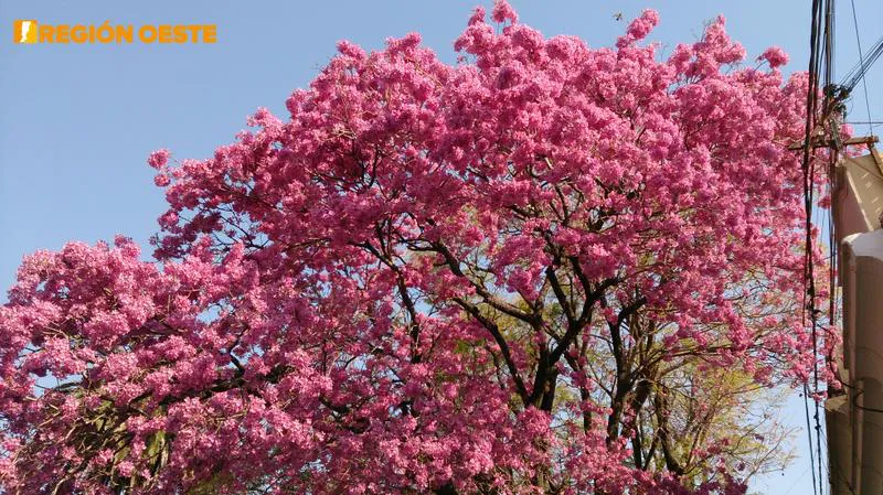 Lapachos Rosados en los bulevares de Rafaela  Lapachos Rosados en los bulevares de Rafaela