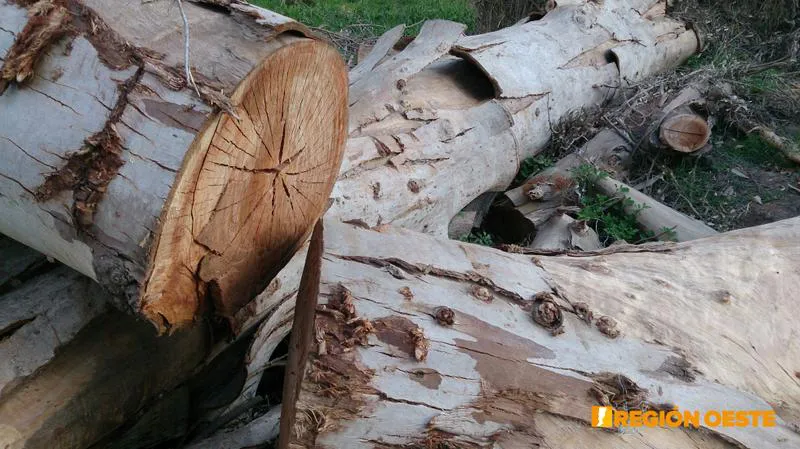Corte de tronco del Eucalipto Corte de tronco del Eucalipto