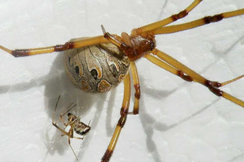Araña viuda marrón junto al macho, mas pequeño Araña viuda marrón