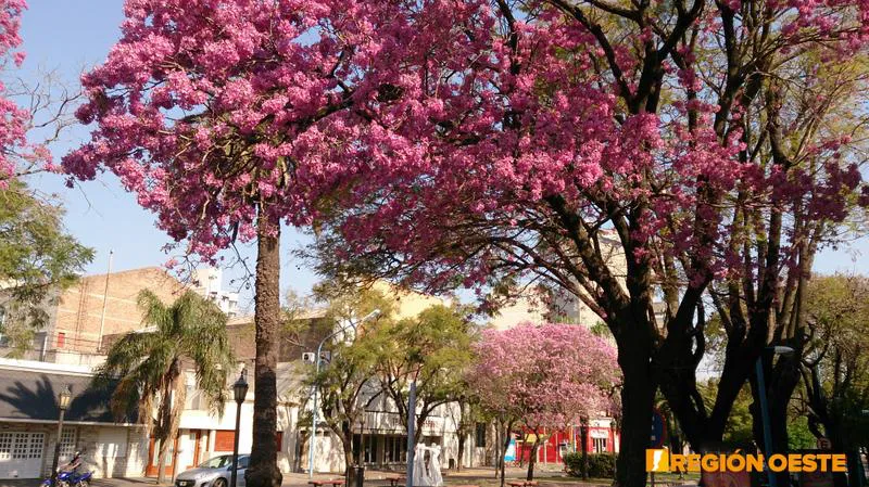 Lapachos Rosados en los bulevares de Rafaela  Lapachos Rosados en los bulevares de Rafaela