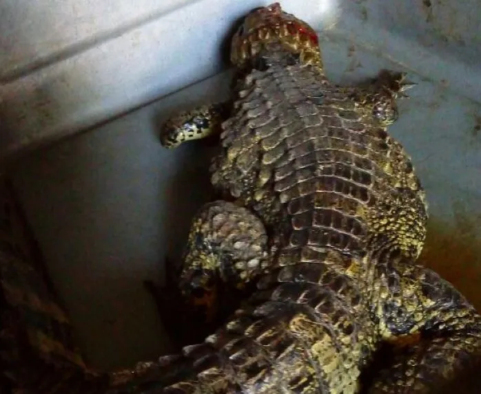 Yacaré en la comisaría de San Guillermo 