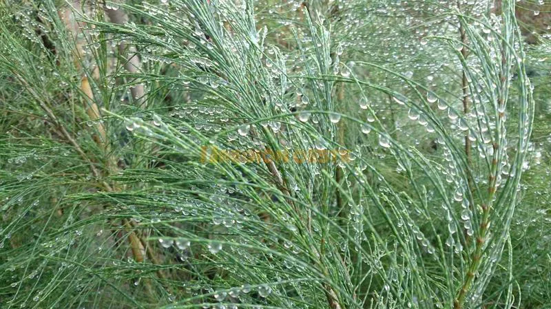 Casuarina Casuarina