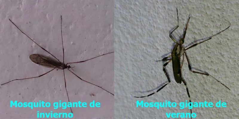 Comparación Comparación