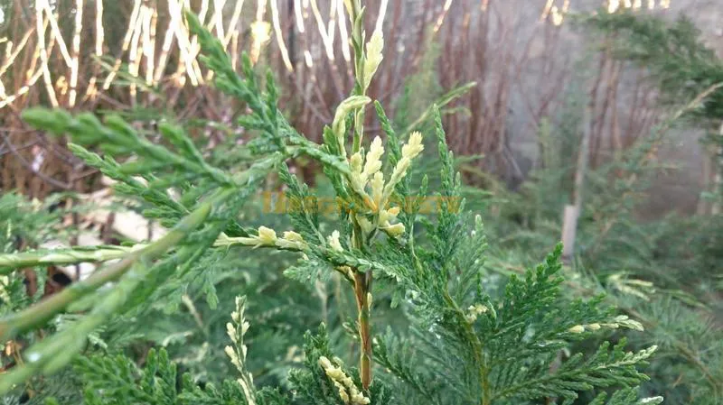 Ciprés Estrellado Ciprés Estrellado