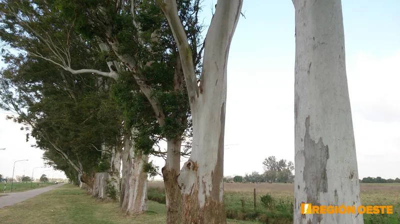 Bosque de Eucalipto Bosque de Eucalipto