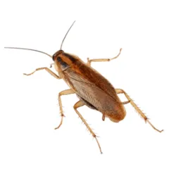 Cucaracha Alemana