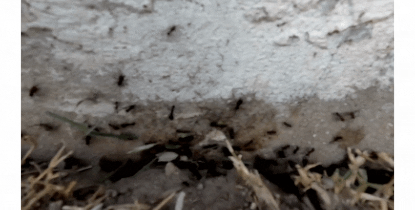 hormigas gif