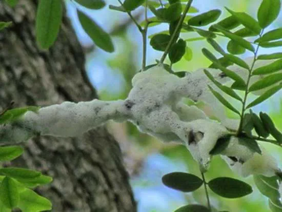 espuma de la chicharra de la espuma