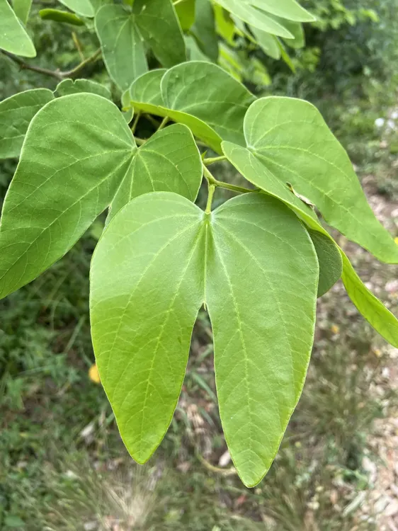 Pezuña de vaca Hoja