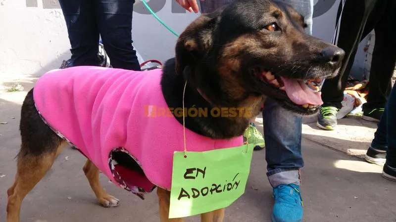 Mascotas en adopción