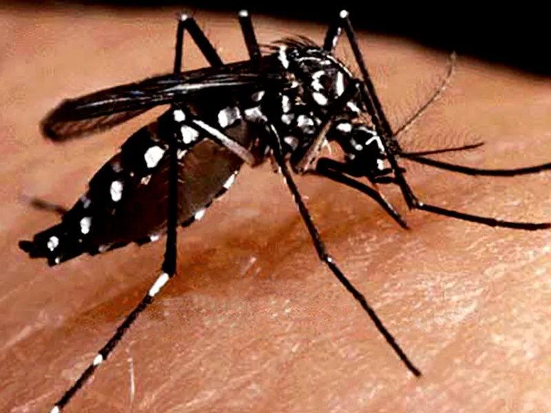 dengue1