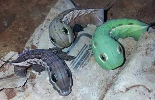 Orugas de la vid enconadas en Misiones - Foto: Gustavo Darío Portillo - goo.gl/lBQO3X