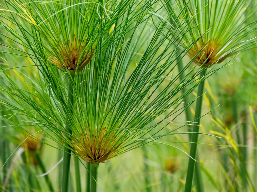 Papiro (Cyperus papyrus)