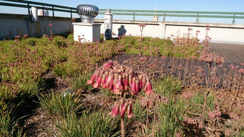 Terraza verde