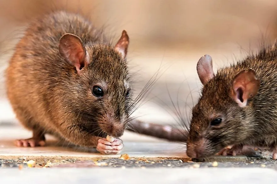 Ratas