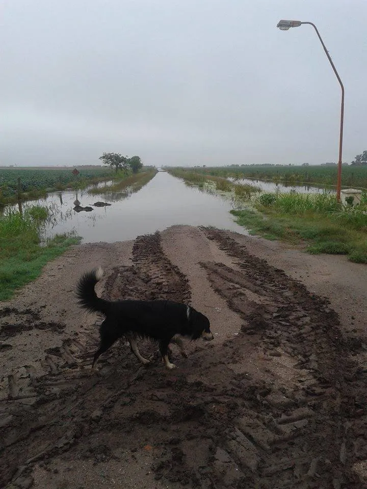 12985576_1125969470796782_6192070358484652485_n