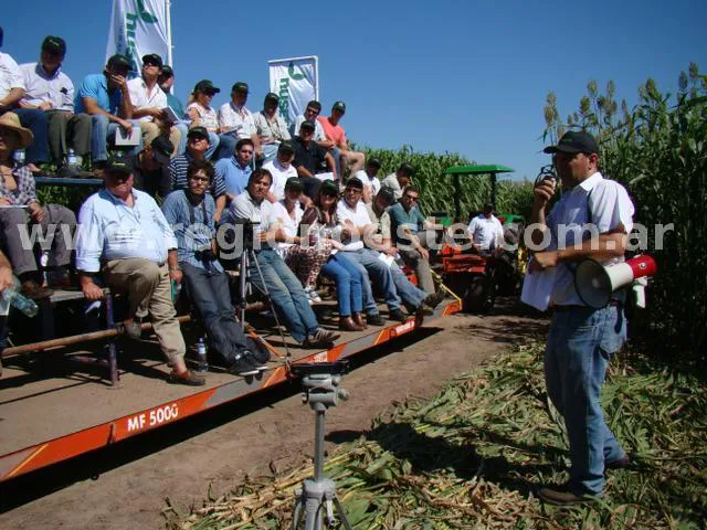 Presentación de las variedades de sorgo en el campo experimental de Nuseed en Sunchales