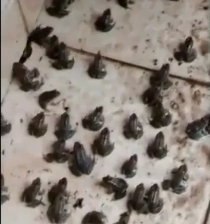 Invasión de ranitas en Frontera 