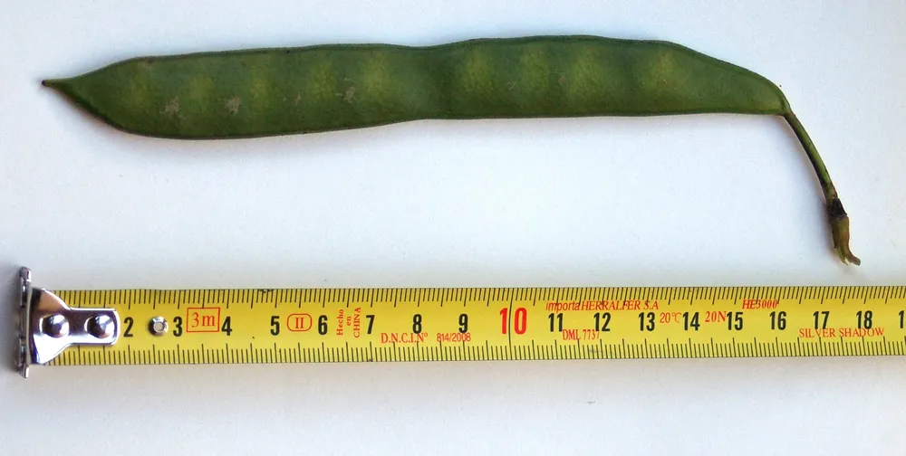 Bauhinia_forficata_-_fruto