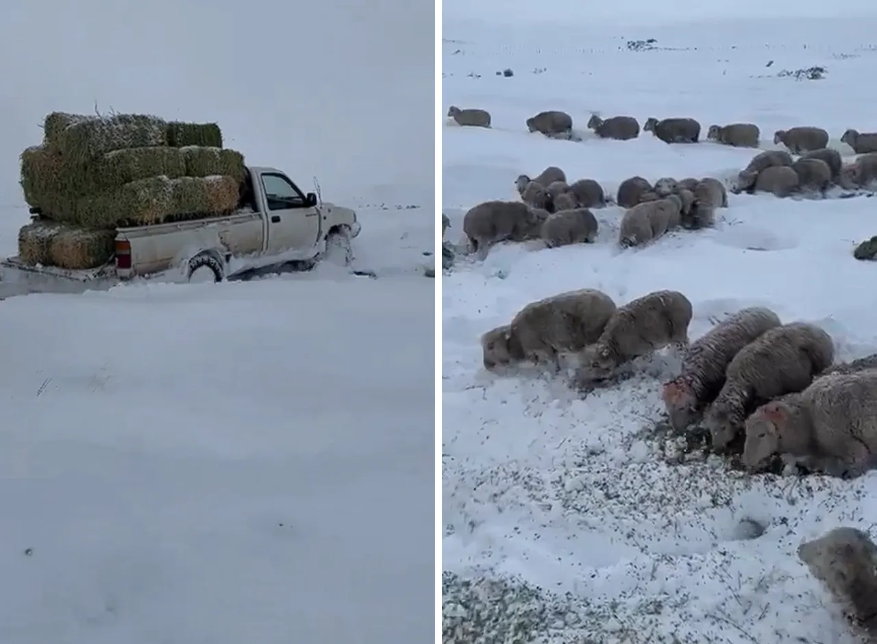 Alimentar ovejas en el sur durante las nevadas