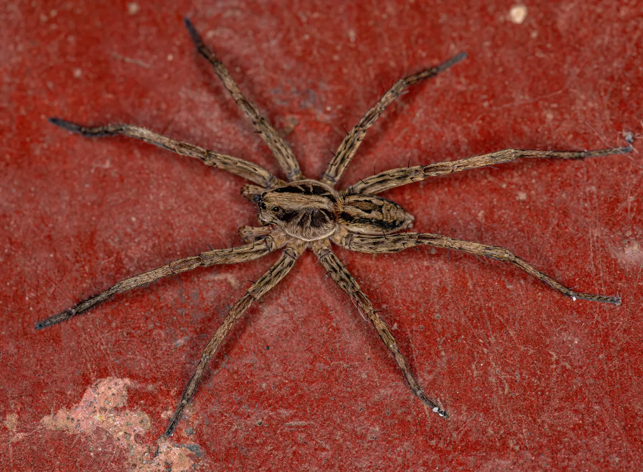 Araña Lobo