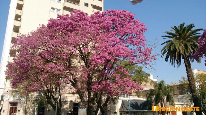 Lapachos Rosados en los bulevares de Rafaela