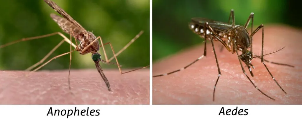 Anopheles-Aedes