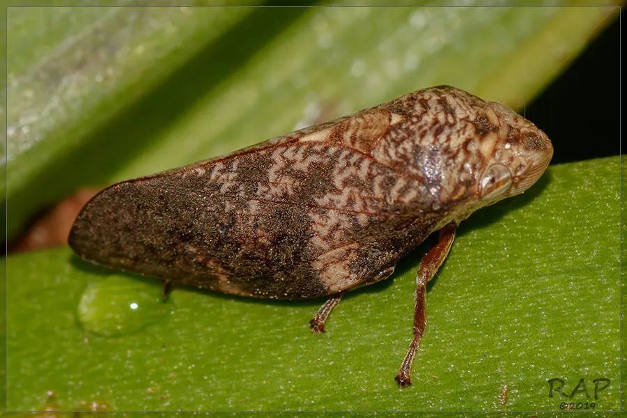 chicharra de las tipas
