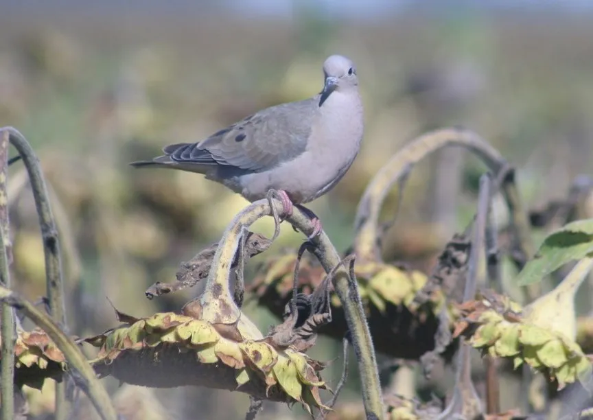 Torcaza en Girasol