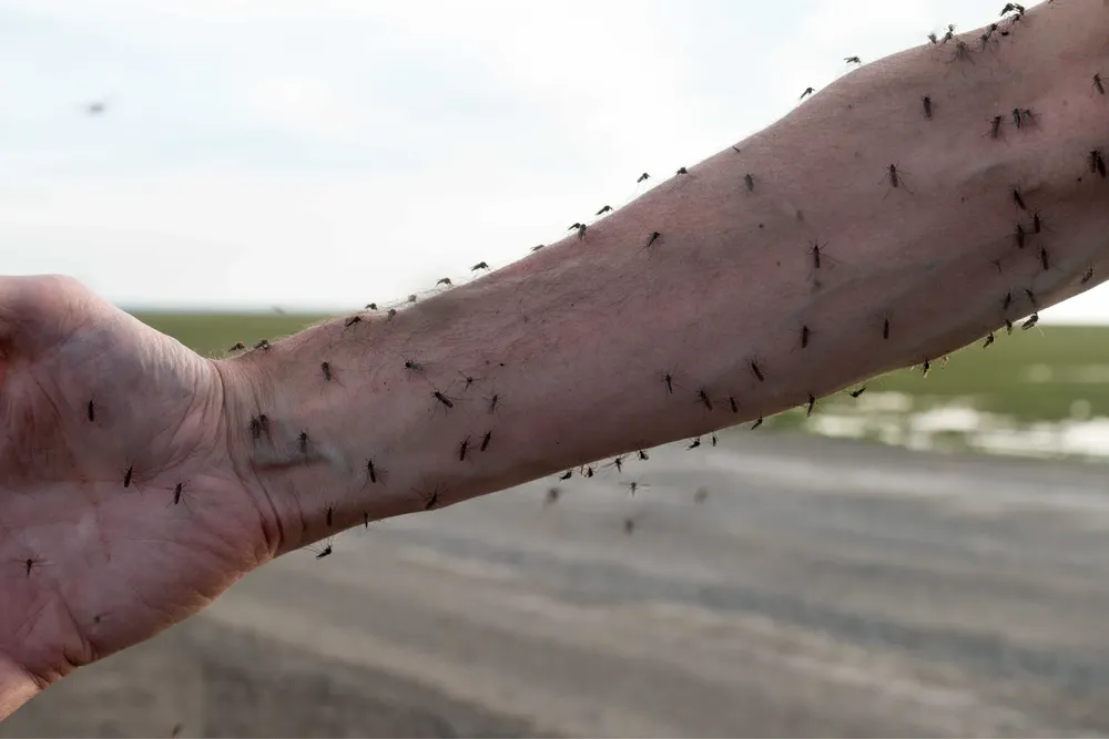 mosquitos