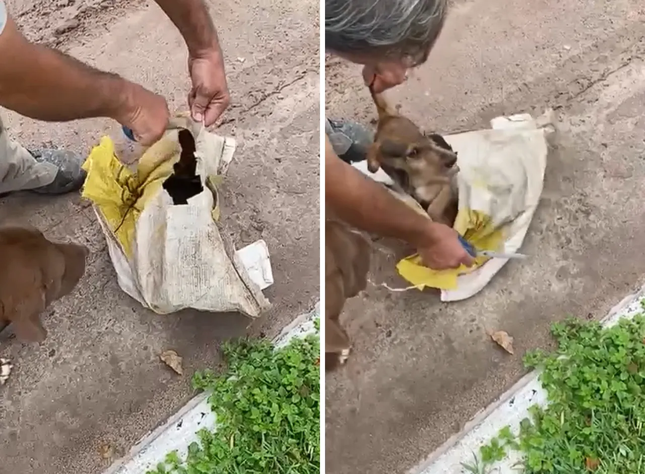 Perro en una bolsa