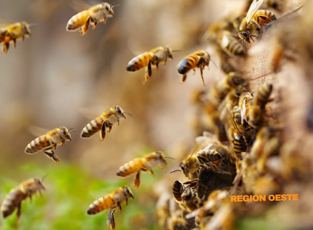 Imagenes Región Oeste